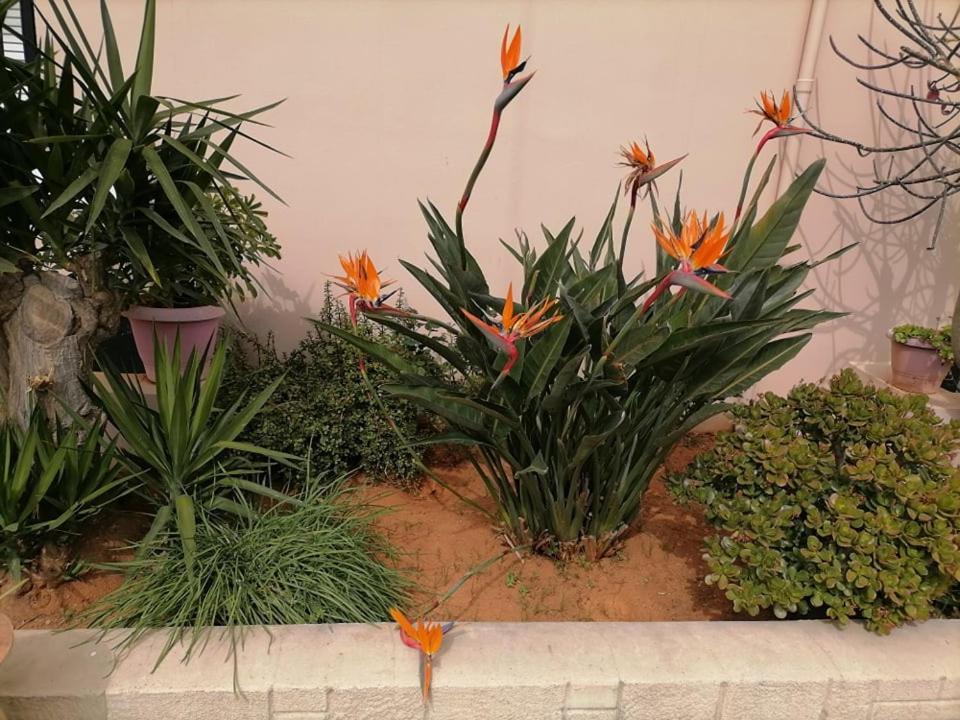 Kydoni Apartments And Studios Agia Marina  Екстер'єр фото